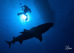 This image has a little of everything - I like it for tha... by Steven Anderson 